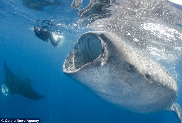 Now that’s a toothy grin! Fearless photographer gets dangerously close to great white sharks at feeding time – WITHOUT a safety cage