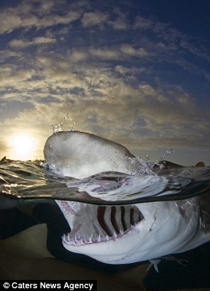 Now that’s a toothy grin! Fearless photographer gets dangerously close to great white sharks at feeding time – WITHOUT a safety cage