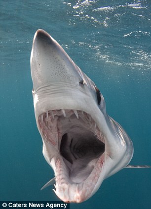 Now that’s a toothy grin! Fearless photographer gets dangerously close to great white sharks at feeding time – WITHOUT a safety cage