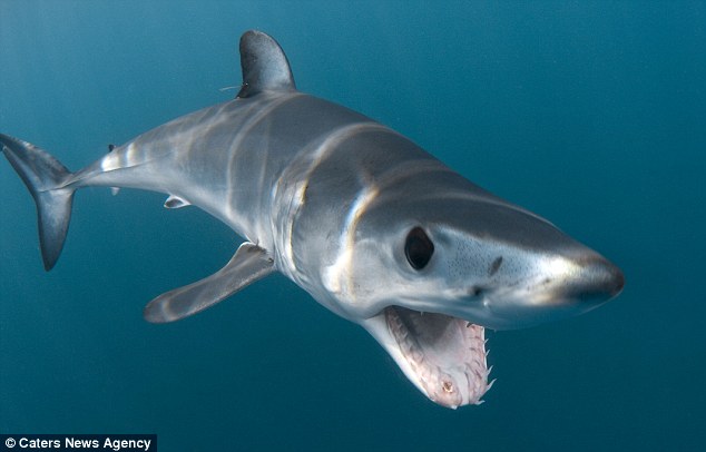 Now that’s a toothy grin! Fearless photographer gets dangerously close to great white sharks at feeding time – WITHOUT a safety cage