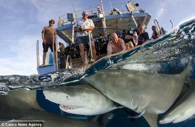 Now that’s a toothy grin! Fearless photographer gets dangerously close to great white sharks at feeding time – WITHOUT a safety cage