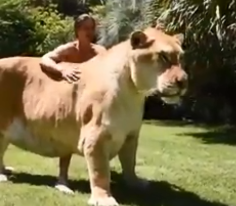 Giant 319kg ‘sabre-tooth’ lion-tiger crossbreed dubbed ‘world’s biggest cat’ bred in US