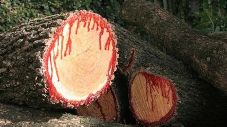 Dragon Blood Tree: These centuries-old trees ‘bleed’ - Amazing Nature