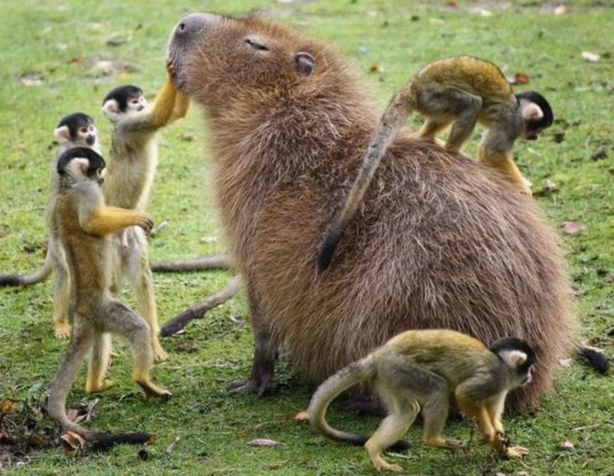 capybara monkey love 2