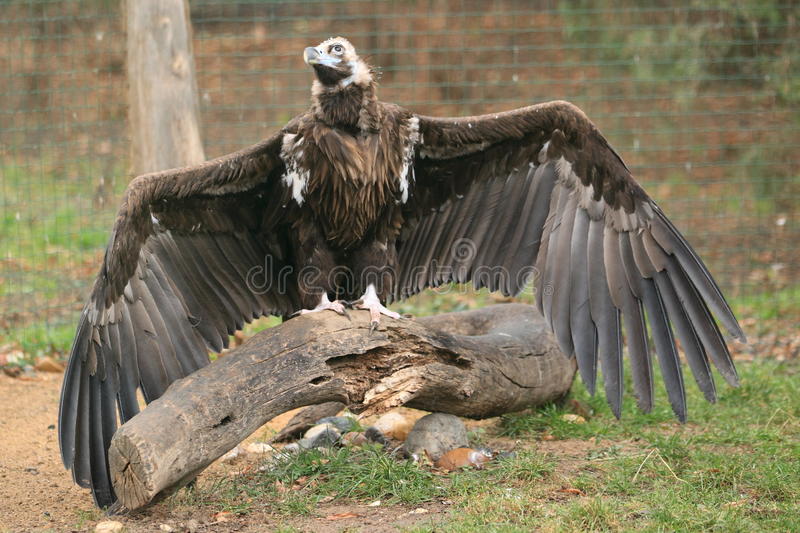 Researchers have just caught a strange giant bird with huge wings