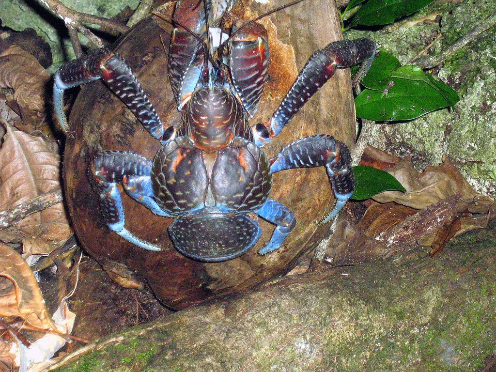 coconut crab on fruit