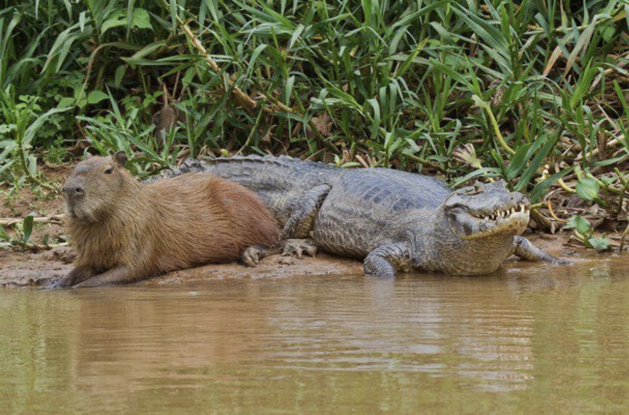 croc capybara river