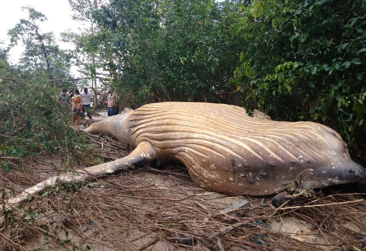 10-Ton Whale Discovered in Amazon Rainforest, Leaving Scientists