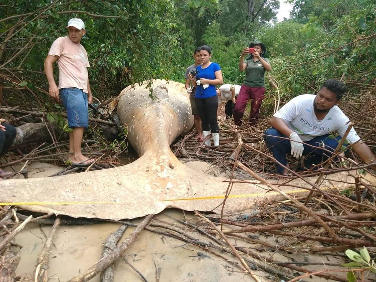 nht.Scientists are puzzled by a 10-ton whale found in the Amazon