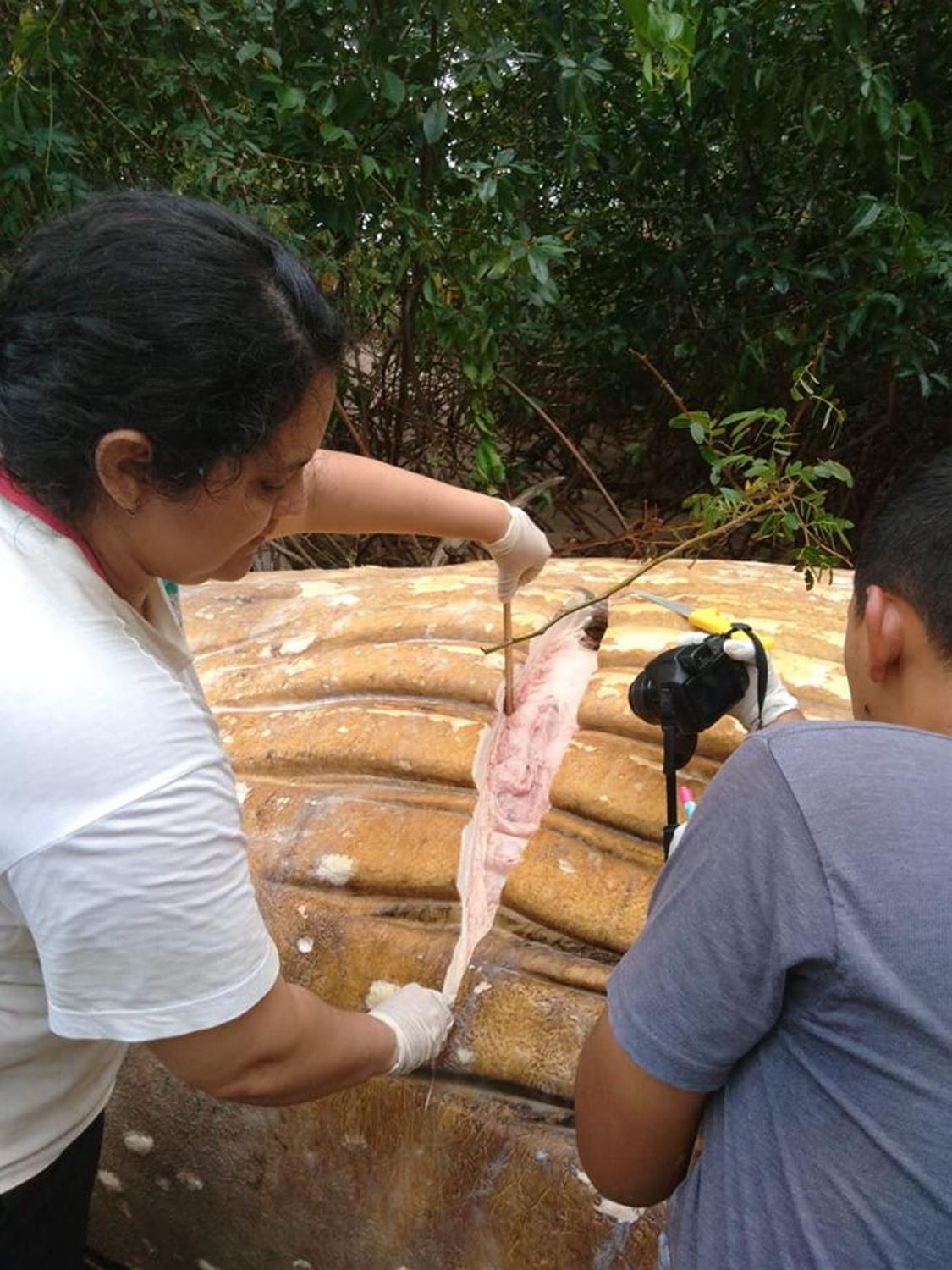 S29. Mysterious Discovery: 10-Ton Whale Found in the Amazon Rainforest ...