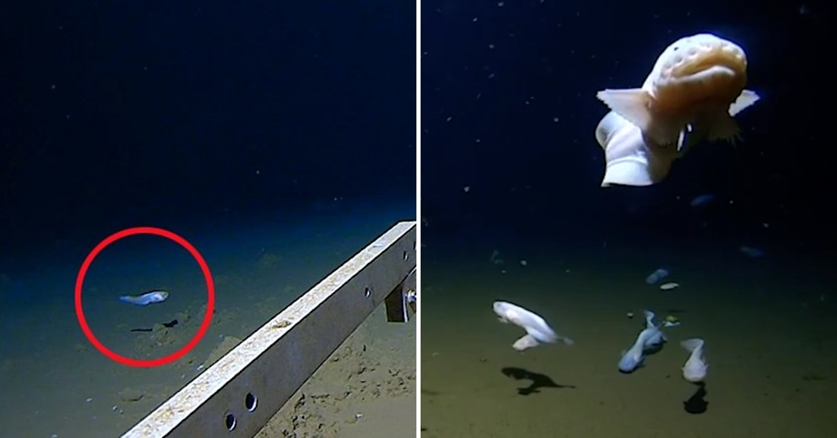 Record-Breaking Fish Caught on Camera at a Depth of 8,336 Meters, a Historic Deep-Sea Encounter. – Top News