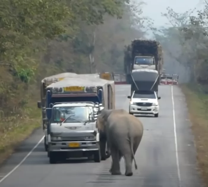 BaƄy Elephant Stops Traffic To Steal Loads Of Sugarcane Froм Passing Trucks - Kingdoмs TV
