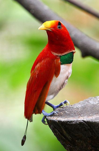 King Bird-of-paradise, male | Beautiful birds, Colorful birds, Bird