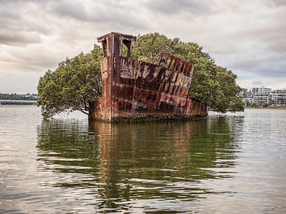 After Being Abandoned For 112 Years, The SS Ayrfield Ship Has Transformed Into A Floating Forest