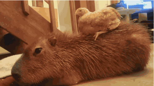 how come capybaras get along so well with literally every other species 11