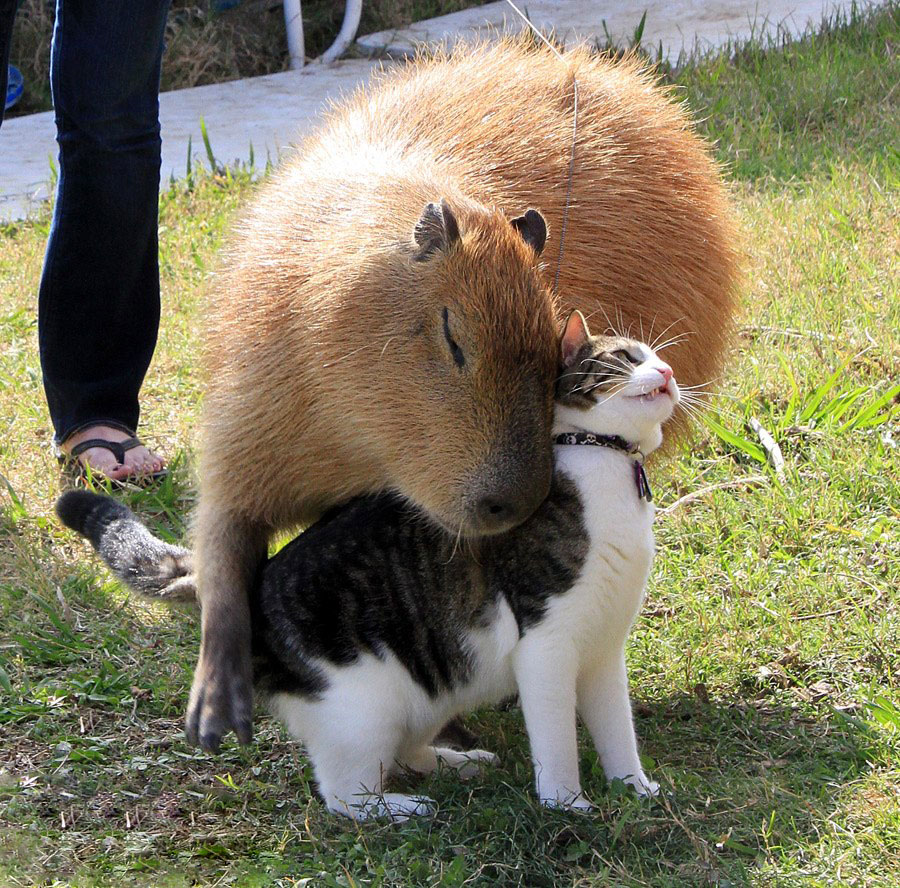 how come capybaras get along so well with literally every other species 12