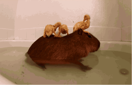how come capybaras get along so well with literally every other species 3b