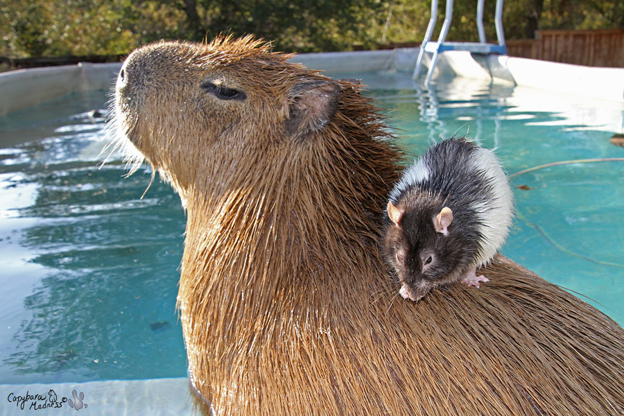 how come capybaras get along so well with literally every other species 5