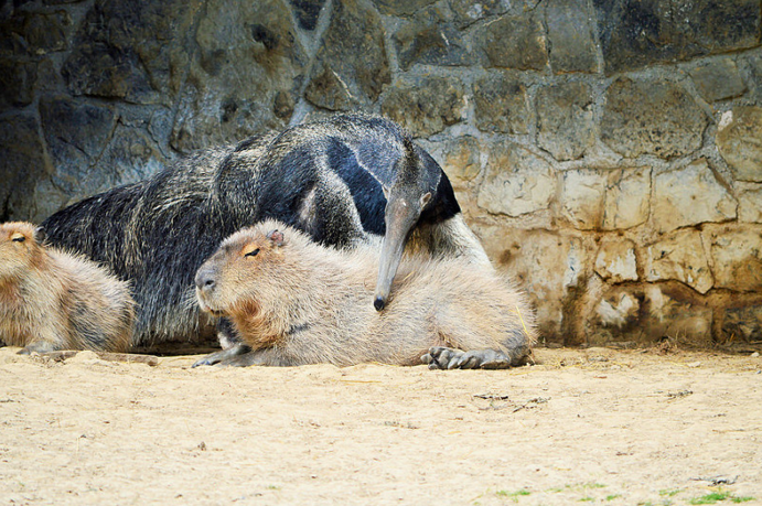 how come capybaras get along so well with literally every other species 7