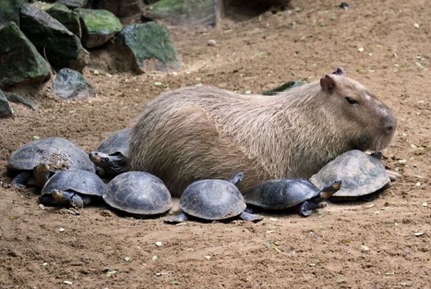 how come capybaras get along so well with literally every other species 9