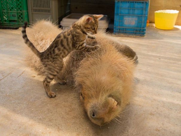 how come capybaras get along so well with literally every other species10