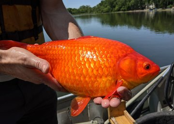 Why You Shouldn’t Dump Your Pets: The recently caught record-breaking giant goldfish weighs up to 50kg.h - Puppy Blog