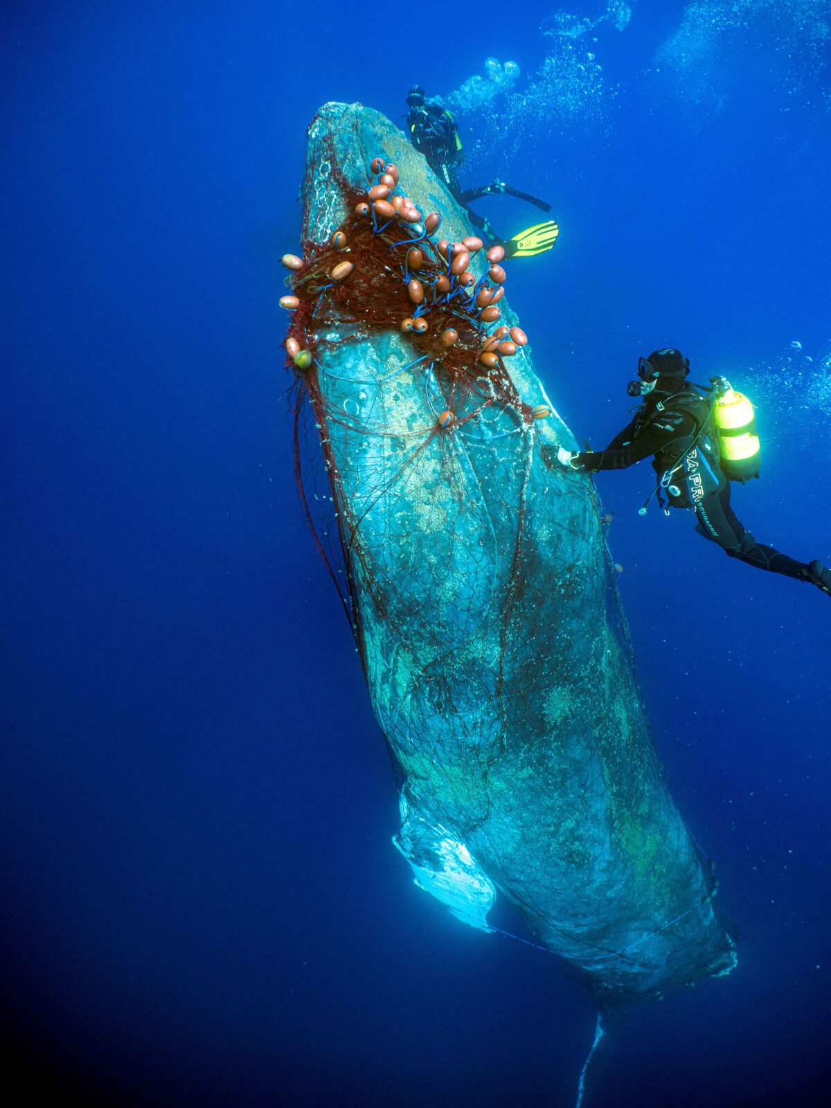 Heart-pounding underwater rescue of a 12-meter-long humpback whale