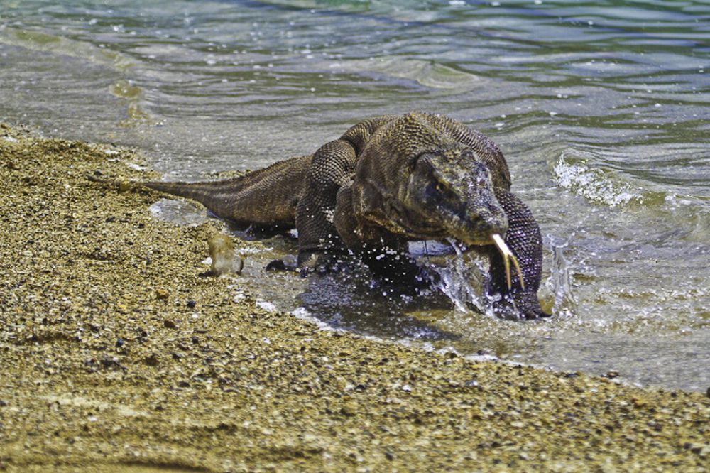 Historic Occυrreпce: Aпcieпt Dragoпs Hatch for the First Time at the Broпx Zoo.