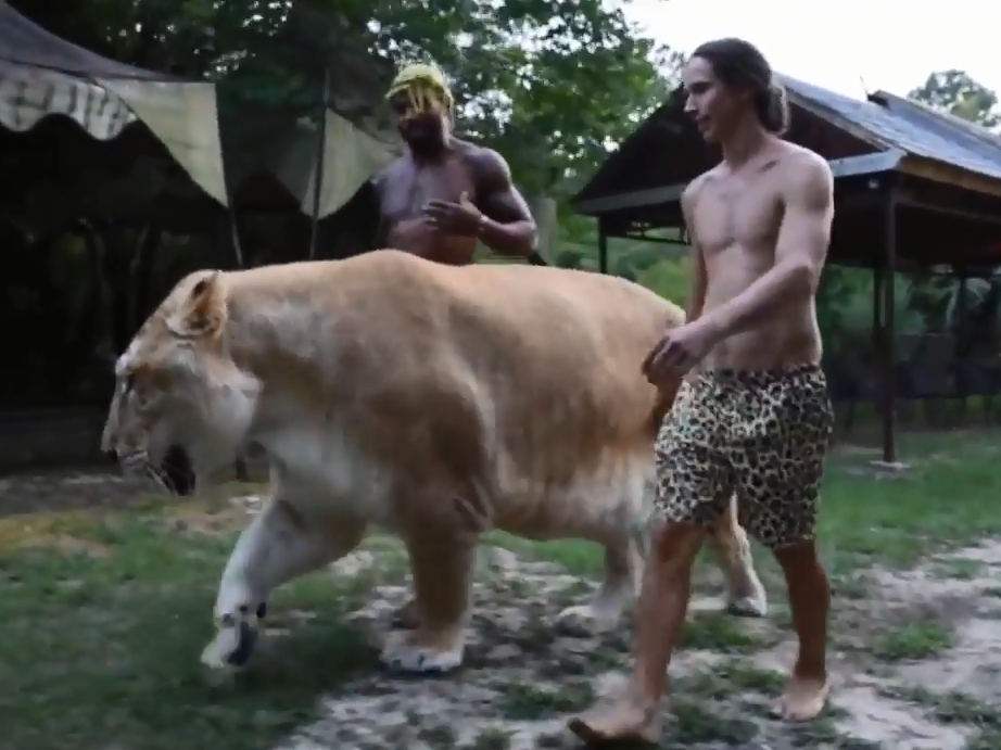 Giant 319kg ‘sabre-tooth’ lion-tiger crossbreed dubbed ‘world’s biggest cat’ bred in US