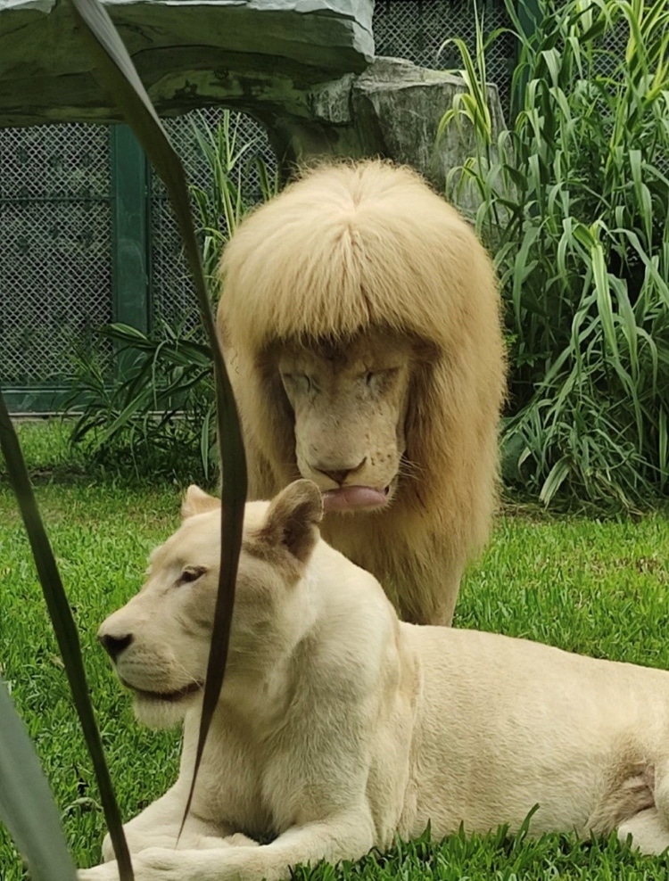 Accidental Hairdo: White Lion Rocks Quirky Straight Bangs in a Playful ...