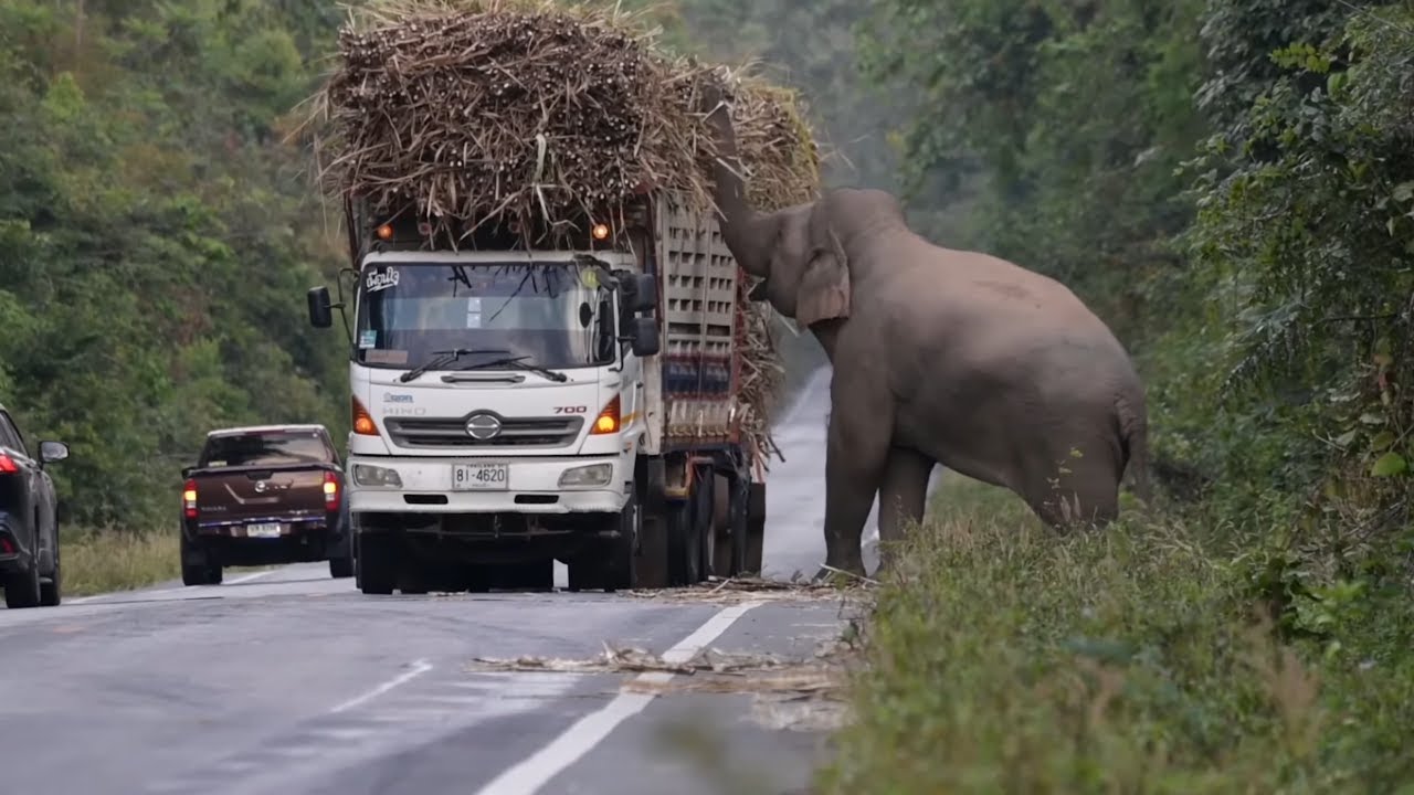 Greedy wild elephant stops passing trucks to steal sugarcane - YouTuƄe