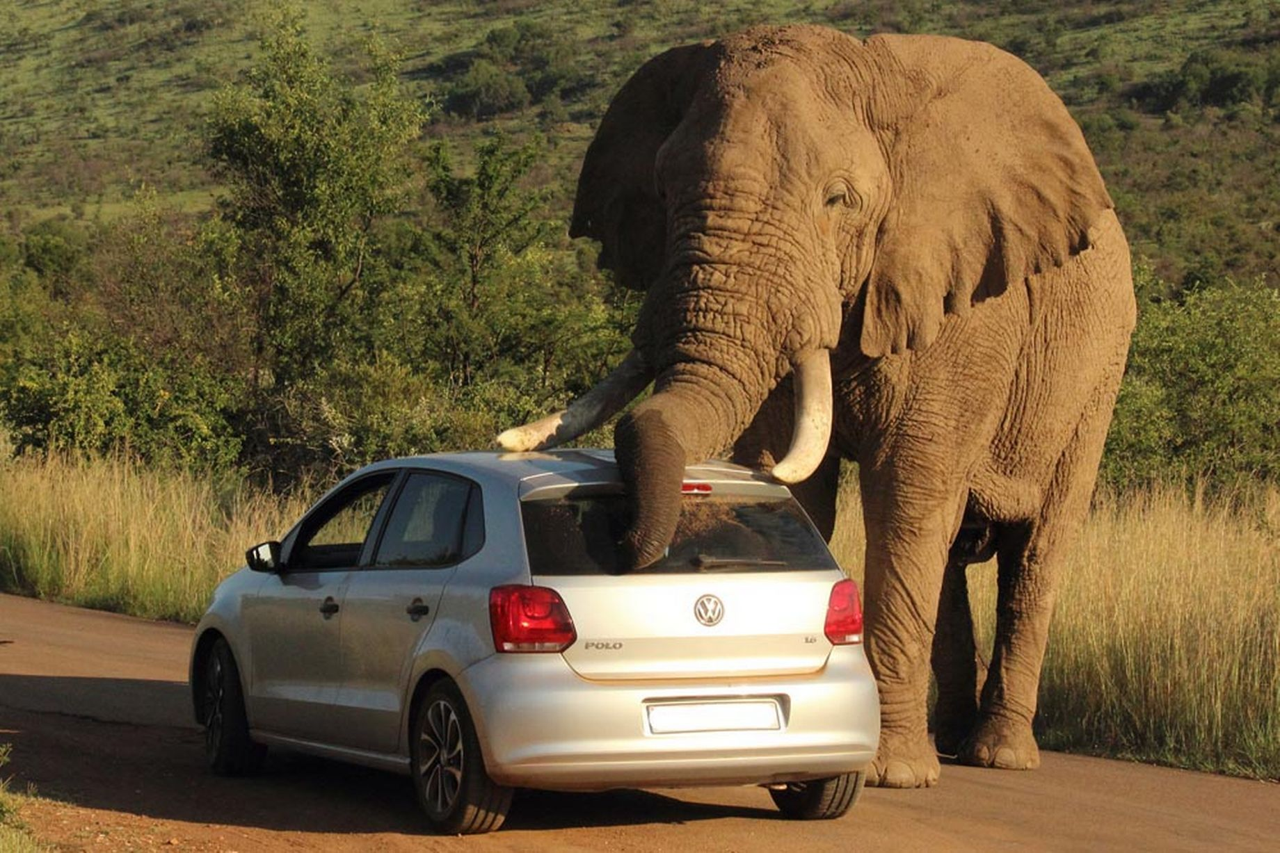 Самый тяжелый слон. Слон. Огромный слон. Машина слон. Слон рядом с машиной.