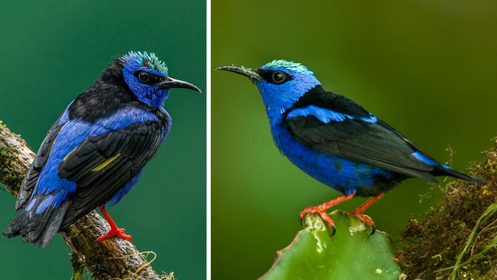 C5/Regal Elegance: Meet the Red-Legged Honeycreeper, Adorned in a ...