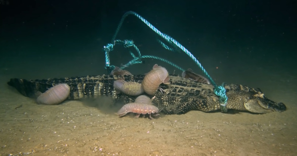 scientists experiment 3 alligators deep shark giant shrimp fb2