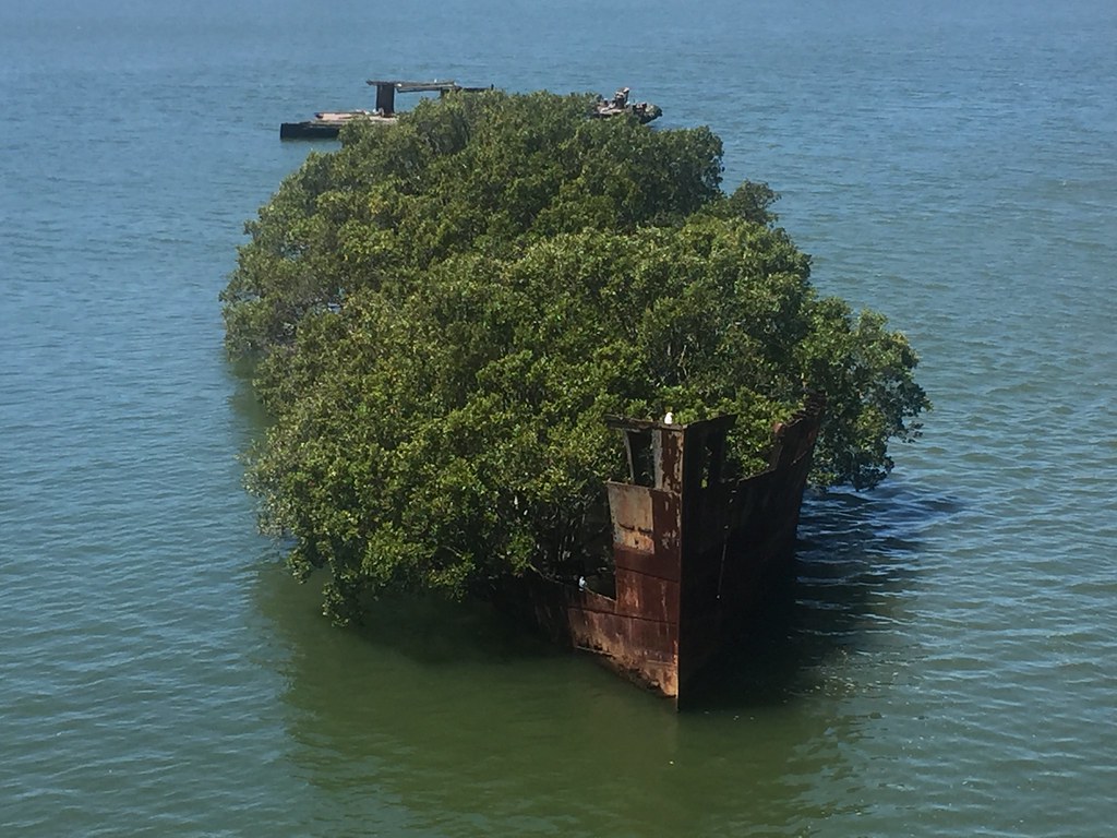 After Being Abandoned For 112 Years, The SS Ayrfield Ship Has Transformed Into A Floating Forest