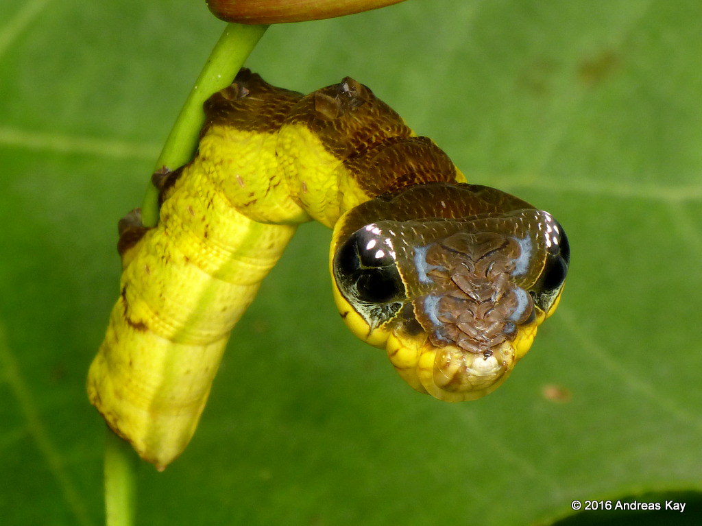 snake mimic caterpillar hemeroplanes triptolemus 1