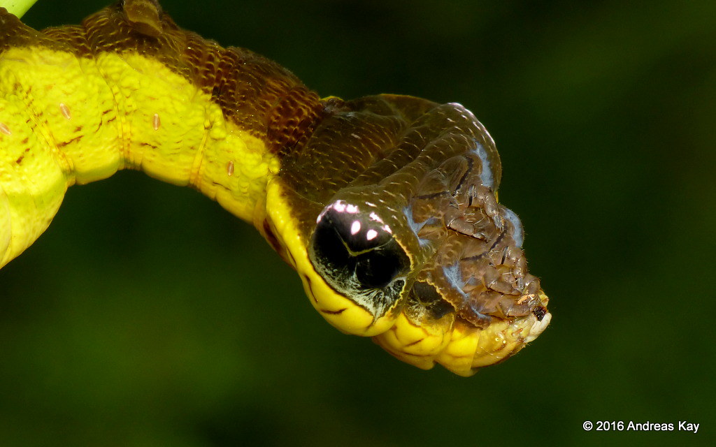snake mimic caterpillar hemeroplanes triptolemus 12
