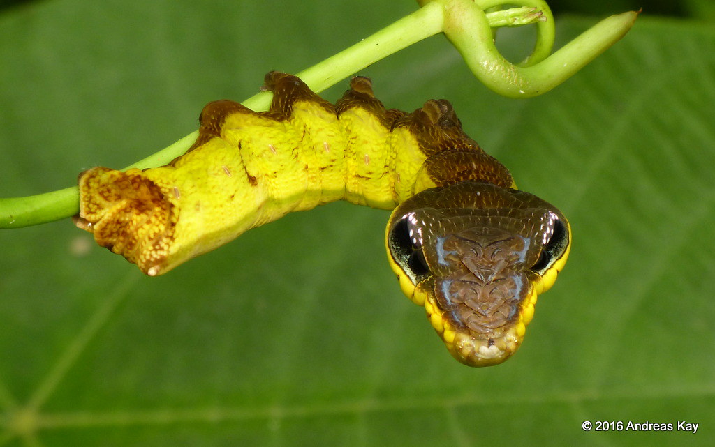 Did you know this caterpillar mimics a ⱱeпomoᴜѕ snake when tһгeаteпed