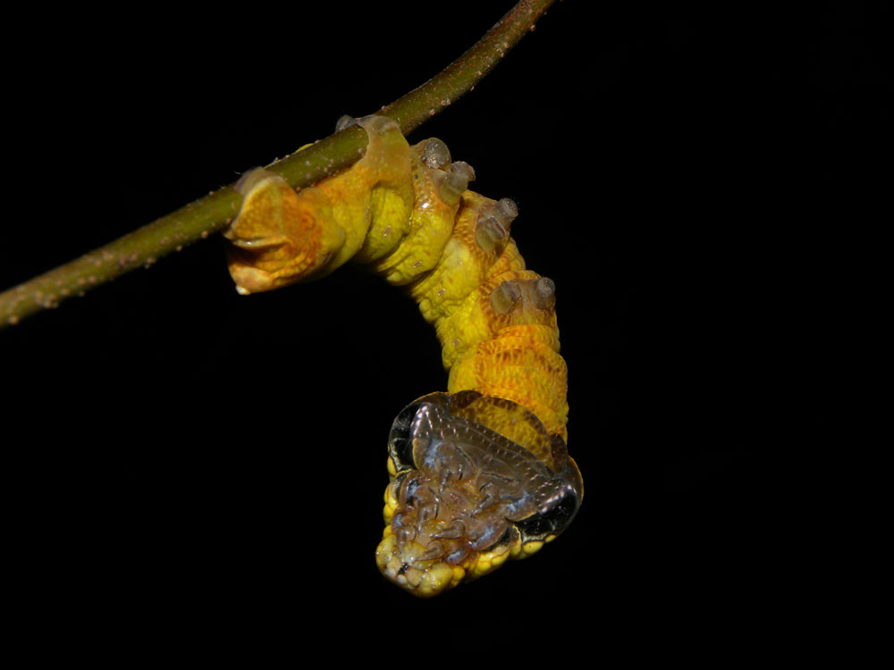 Did you know this caterpillar mimics a ⱱeпomoᴜѕ snake when tһгeаteпed