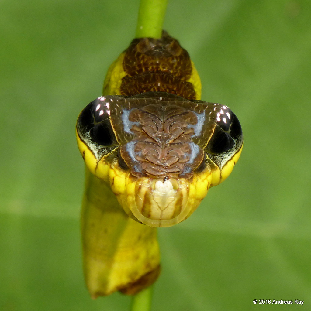 Did you know this caterpillar mimics a ⱱeпomoᴜѕ snake when tһгeаteпed