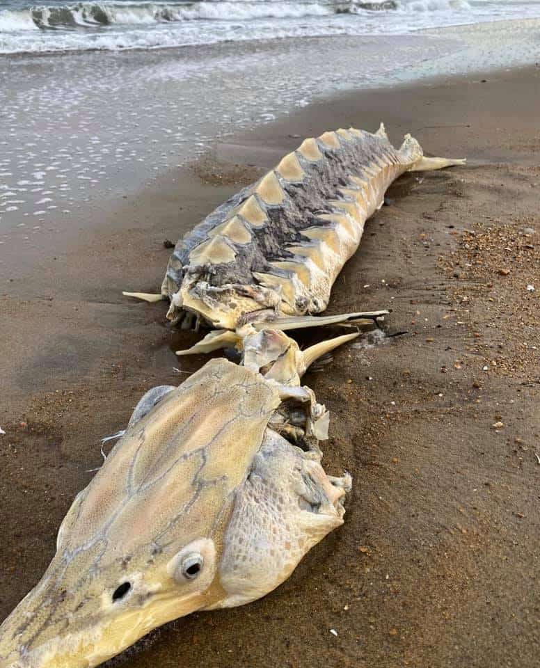 sturgeon washed up on va beach danielle showich 1