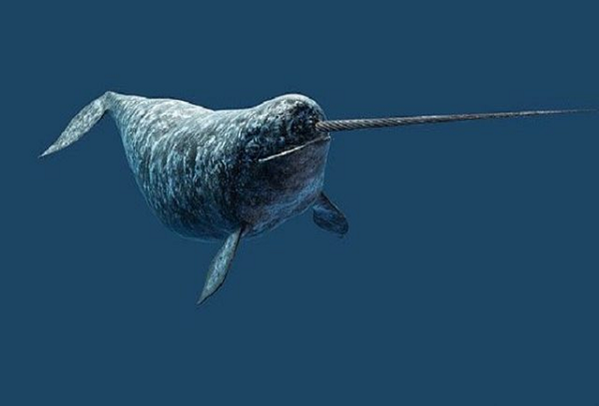 S16 Narwhals Can ‘See’ Unlike Any Other Animal on Earth S16 - Newspaper ...