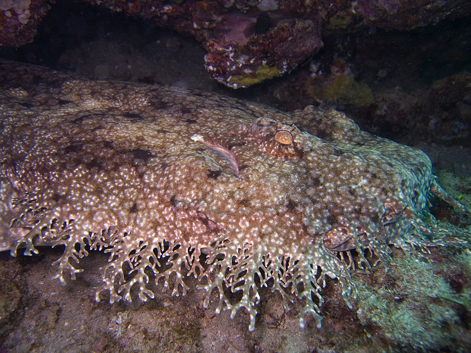 tasselled wobbegong eucrossorhinus dasypogon carpet shark 2