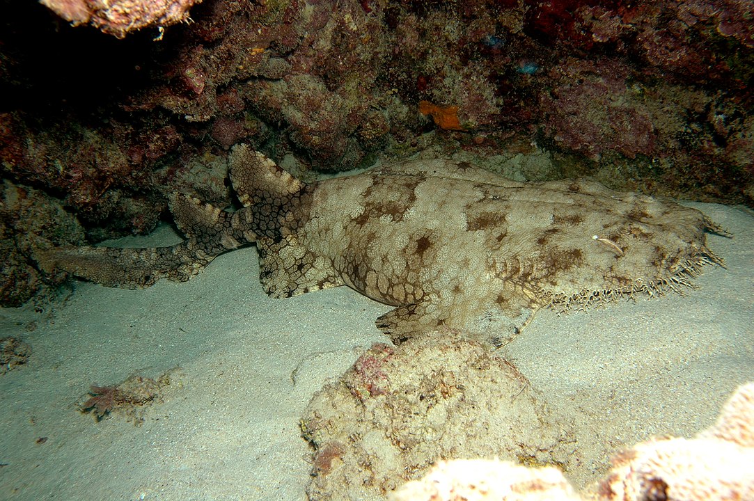tasselled wobbegong eucrossorhinus dasypogon carpet shark 3