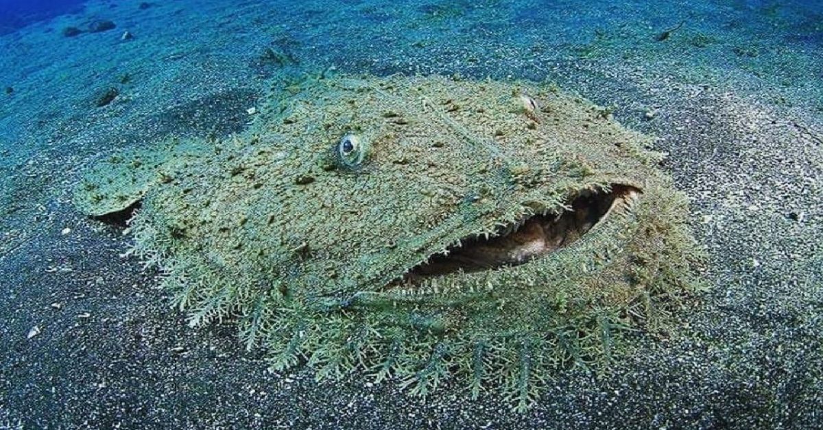 Meet the Tasseled Wobbegong Shark: Nature's Living Carpet with a ...