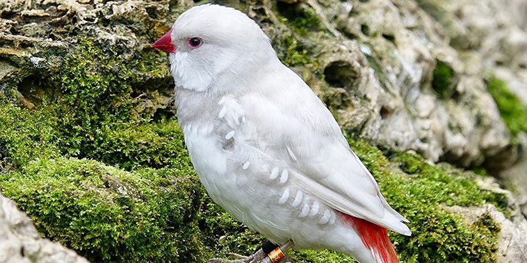 Meet The Fascinating Silver Diamond Firetail