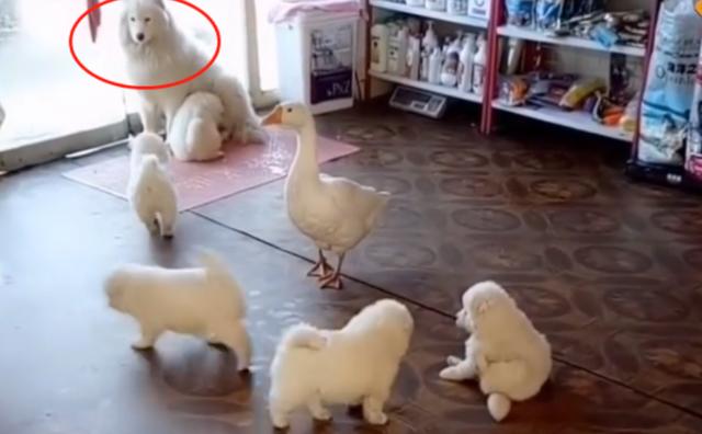 The big white dog gave birth to 6 puppies, all of which were snatched by the big white goose. | DayDayNews