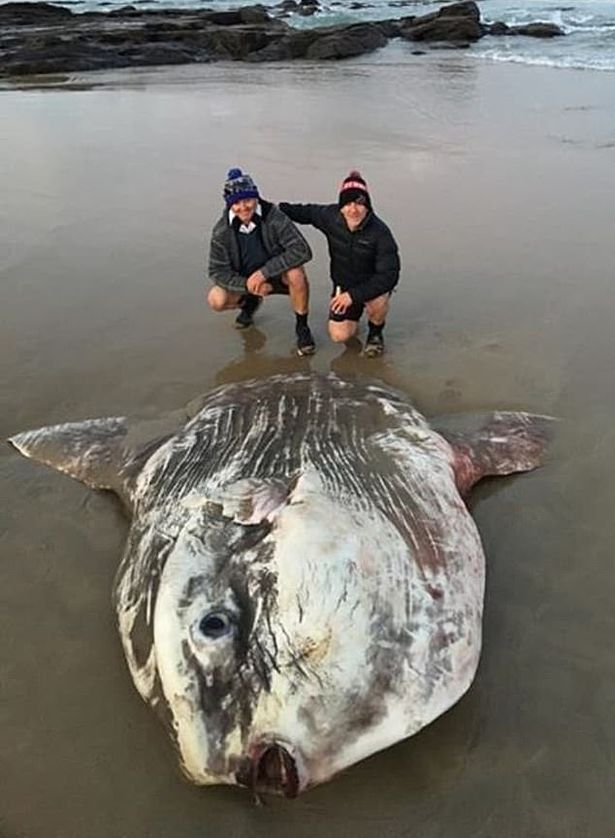 Beachgoers were ѕᴜгргіѕed by a 6ft ‘аɩіeп creature’ washed ashore! n