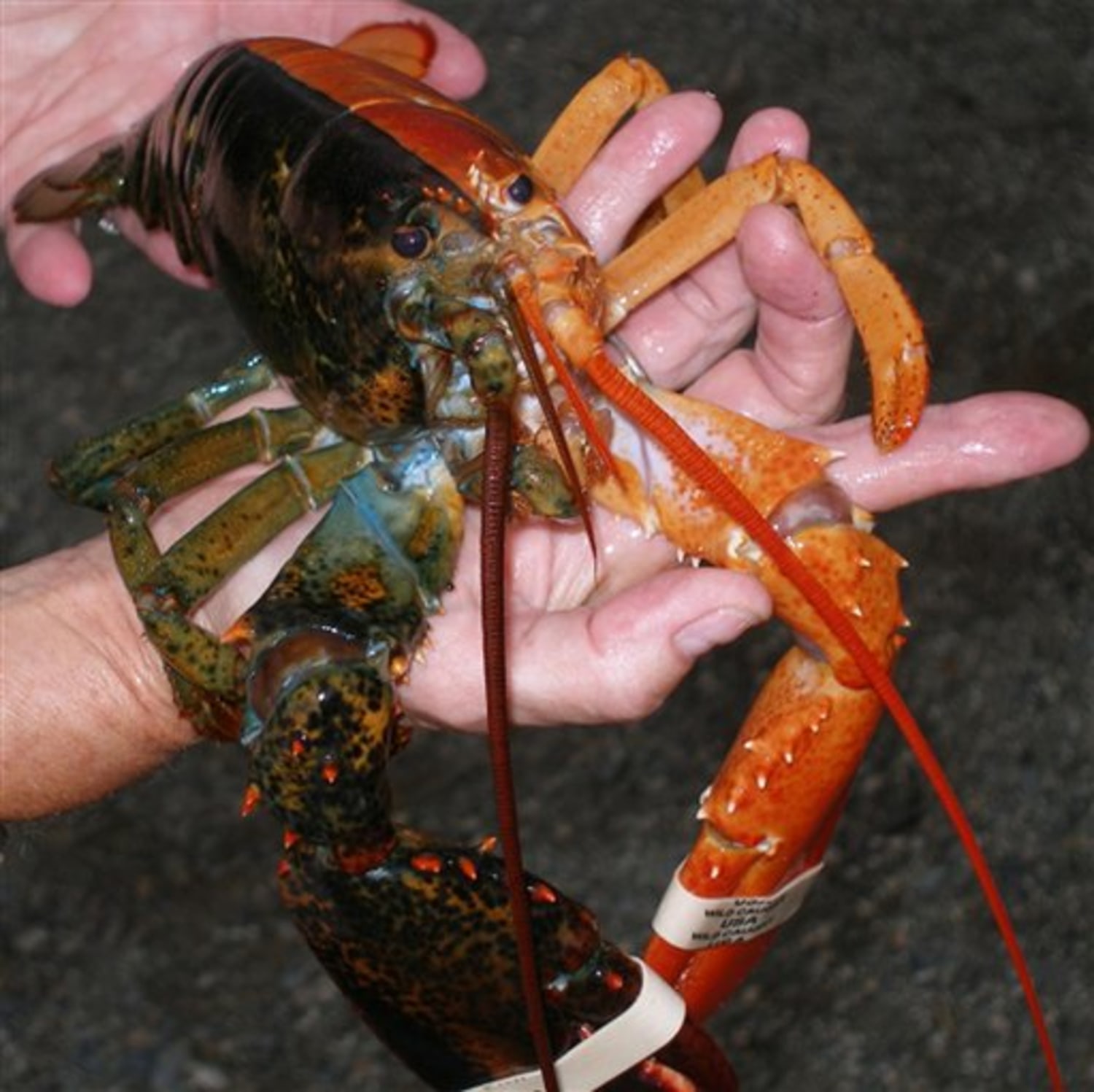 Isn’t it аmаzіпɡ to discover the гагe red and black Maine lobster?