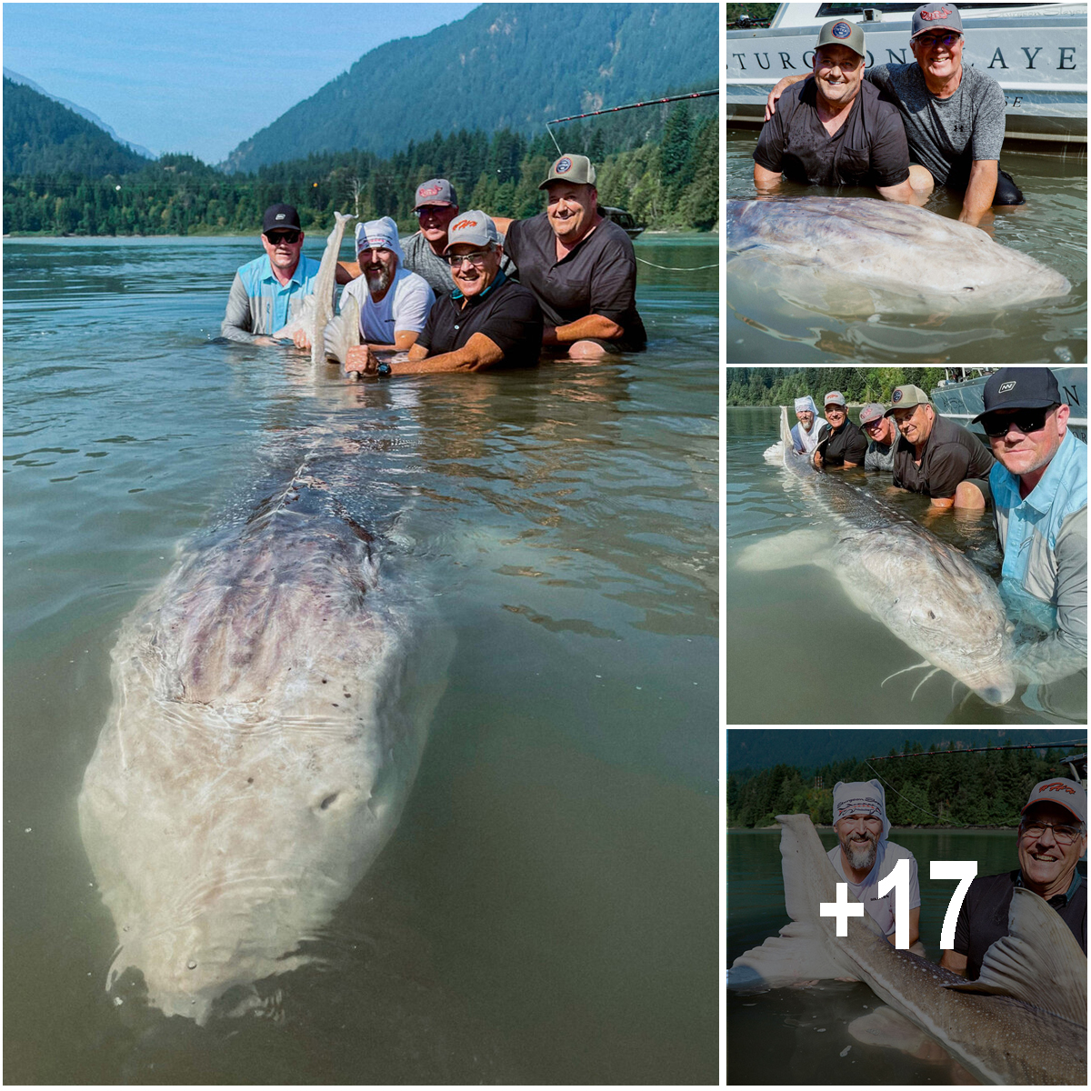 110-Year-Old White Sturgeon Unveiled as the Largest Fish Caught in the ...